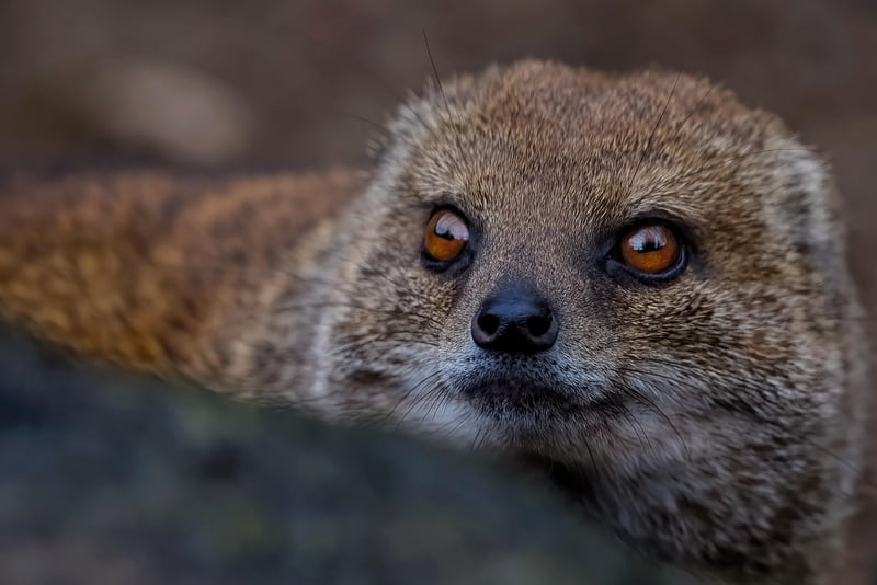 Meerkat on Safari