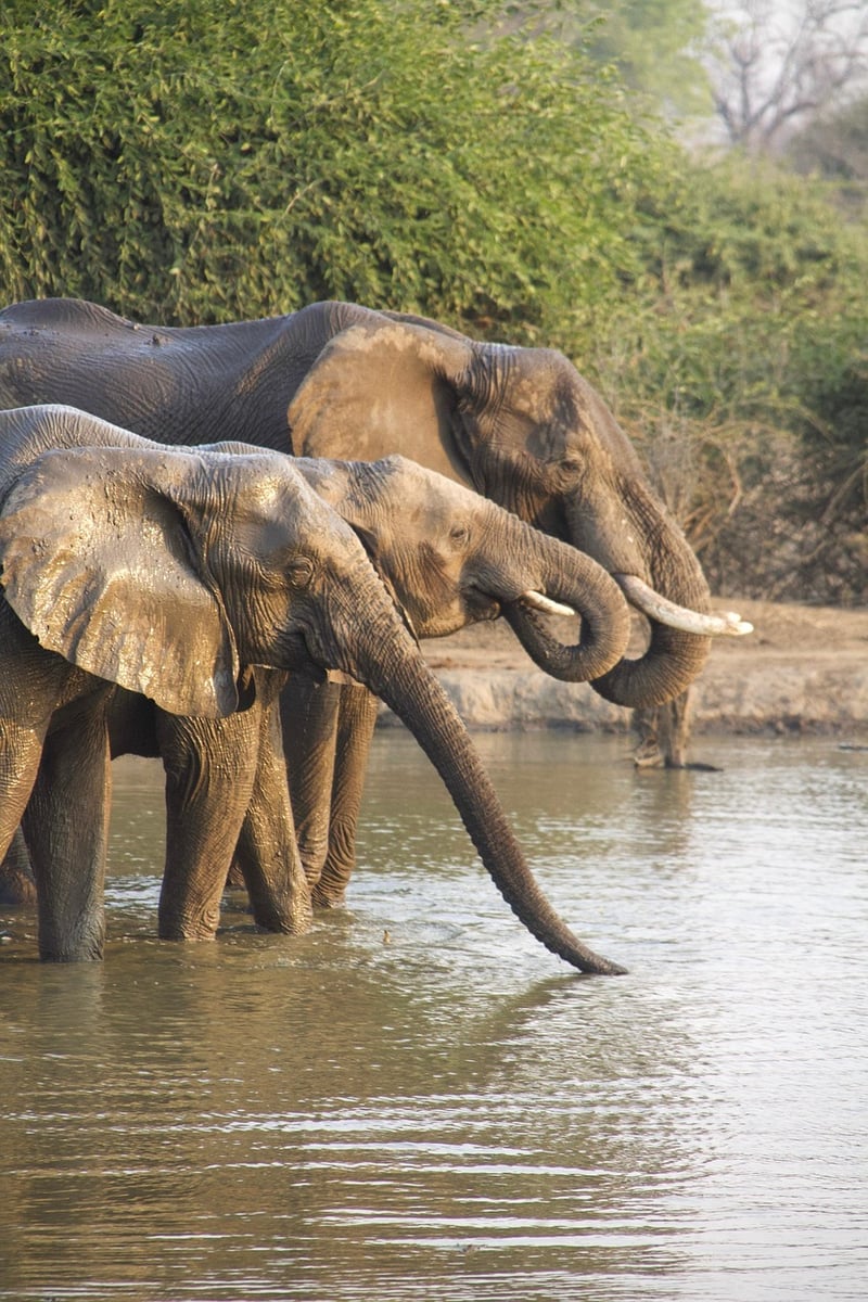 Safari Tour
